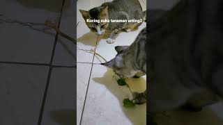 kucing suka tanaman anting2 atau bayam kucing #shorts #cat