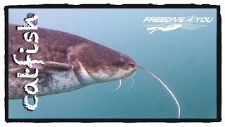 Catfish | A Freedive4u Short