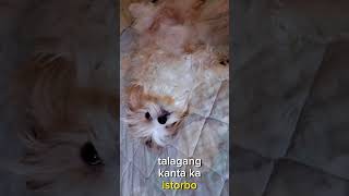 my shiatsu na strees sa.kanta #dog #doglover #shiatsu #shortsvideo #shorts