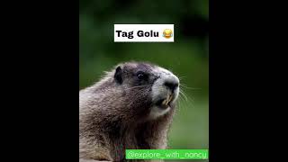 Tag Golu🤣 #funny #comedy #comedyshorts #shorts #viral #trending #funny #funnyshorts #fun #ytshorts