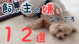 トイプードルるびが思う飼い主（ママ）の嫌いなところ１２選