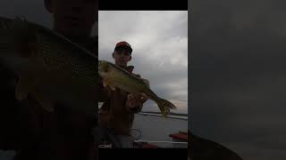 Catching Big Minnesota Walleyes!