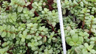 jade hanging basket plant | jade plant| good luck plant| #shorts