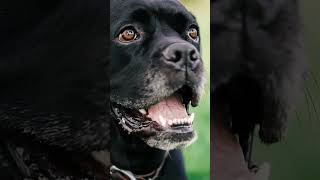 Cane Corso vs Rottweiler: Battle of the Titans