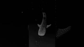 A whale shark seen swimming in bioluminescent algae that looks like the night sky