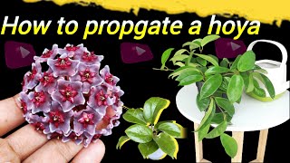 How to propagate a Hoya water propagation method