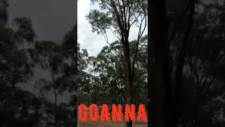 Aussie Wildlife (Red neck Goanna up a tree.(Episode 168 full video)