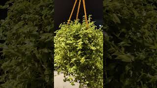 Turtle Vine | Hanging Plant #shorts