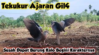 Tekukur Ajaran Gil4, Susah Dapat Burung Kalo Begini Karakternya...