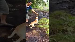 melatih anjing buat berburu-#youtube -#shorts