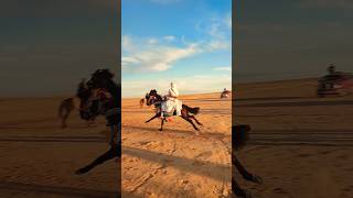 Sáhara Time 🐪 🏜️#Secuences #video #sorts #big #blue #🦈🔱