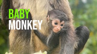 Baby Monkey Hiccups