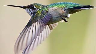 Hummingbirds  A Colorful Flight