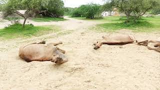 thar desert 🏜️ off roading