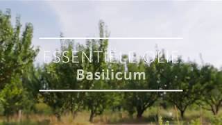 Basilicum Essentiële Olie