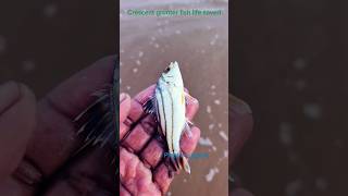 Crescent grunter fish life saved#arcade#ytshorts#trending#fishing #fish #viralvideo#respect #nature