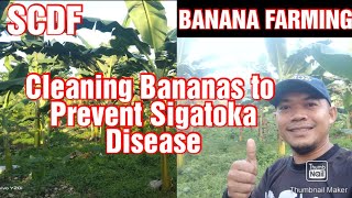 Banana Farming || Cleaning bananas to prevent Sigatoka Disease