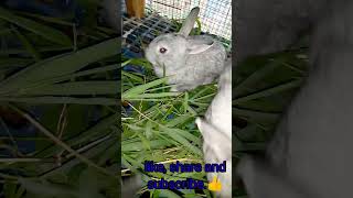 All About Rabbits || Day 25 Rabbit kits update