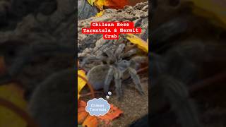 Small but terrible Chilean Rose Tarantula~Hermit Crab~Tour at Magnetic Hill Zoo~New Brunswick Canada