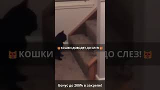 😂Кошки-комики: приколы и нарезки для смеха😂 Эпизод 702