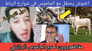 احتفال الجاموس في شوارع الرباط مول القرطاسة يفجرها  اخنوش ارحل