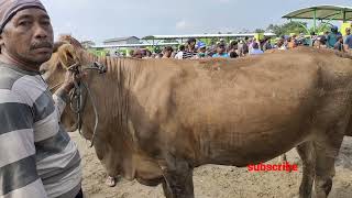 Harga sapi babon pasar sapi bojonegoro