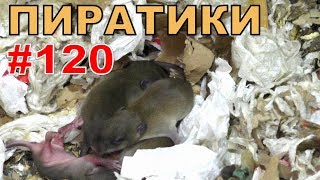 #120. Реалити Шоу “ALCARATZ“. ДОМ 2 - Крысы. Пиратики