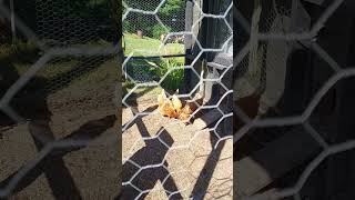 Chickens on a cucumber #homegrown #chickens #feed #homestead #0rganic  #countrylife #redsexlings