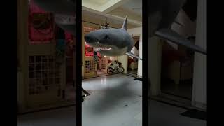 Without water at home -Great White Shark 🦈 l by Google Augmented Reality