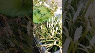 flower and plants in a pot