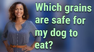 Which grains are safe for my dog to eat?