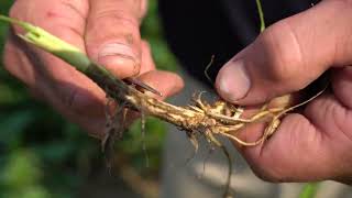 Sudden Death Syndrome - Can Seed Treatment Help?