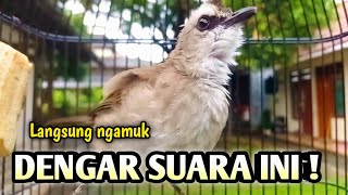 trucukan gacor EMOSI ROPEL PANJANG pancingan trucukan agar bunyi JADIKAN burung trucukan gacor NYAUT