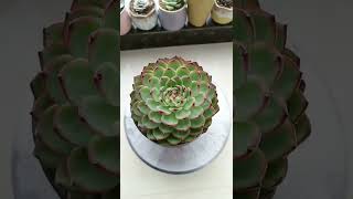 Satisfying Succulent Diy #83