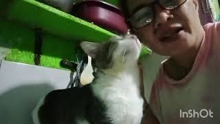 MY CAT COMPILATION 2024/ MENLY MIX VLOG