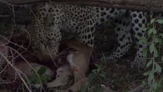 Leopard feeding on an Antelope🐆🍽️😮