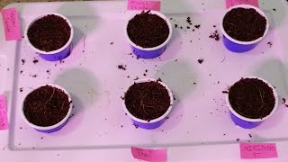 Seed Germination Experiment.