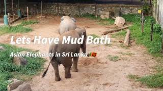 Elephants Enjoy Mud Bath - Asian Elephants In Sri Lanka 🇱🇰