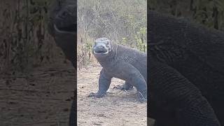 Komodo chilling after swallowing a buffalo..........