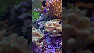 Quick update 5/7 #aquarium #marinetank #reefaquarium #update #reef #aquariummtp #mtp