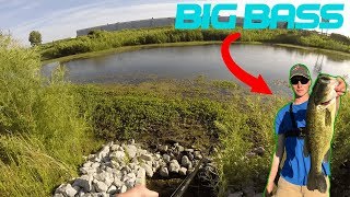 The Frog Never Fails | Catching BIG Bass on a Topwater Frog!