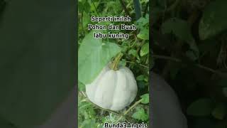 Seperti inilah pohon dan Buah labu kuning #videoshort #food #pohon #labukuning #viralvideo #fyp