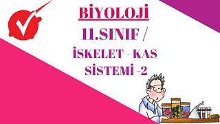 BİYOLOJİ / 11 SINIF / İSKELET   KAS SİSTEMİ   2