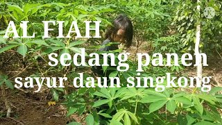 panen sayur daun singkong