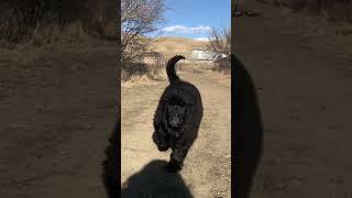 Slo mo galloping Newfie puppy #newfoundlanddog #dogs #puppy