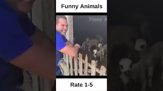 Extreme Funny Animals #shorts