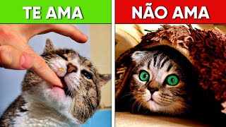 10 SINAIS DE QUE SEU GATO TE AMA