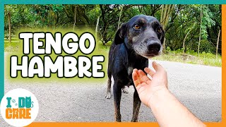 Conociendo a los Perros Callejeros de mi Nuevo Barrio