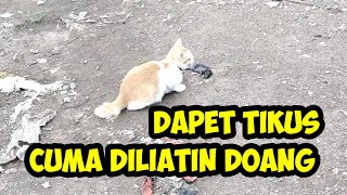 Jurnal Kucing #75 - Si Mpuuss Dapet Tikus Tapi Gak dimakan Malah Dimainin 🤣