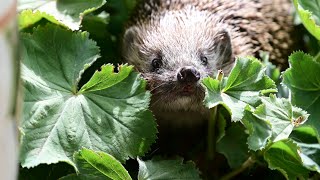 How to feed a hedgehog #funnyshorts #cuteanimals #trailcam